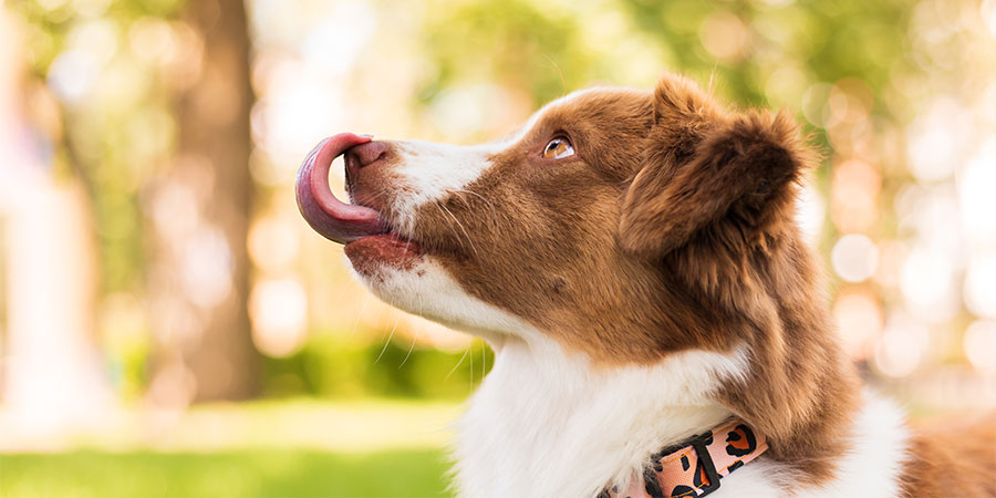 cuantas-veces-al-dia-debe-comer-mi-perro