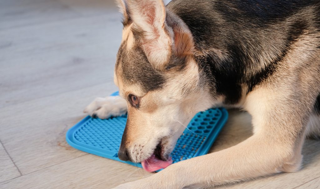 Perro usando un lick mat para relajarse durante el ruido de los fuegos artificiales